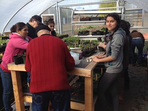 One of the SDOP-funded projects includes this garden in Hood River, Ore. Raices Cooperative members plant seeds and transplant veggie starts into larger pots. A fund-raising plant sale a few weeks later earned the project more than $2,000. 