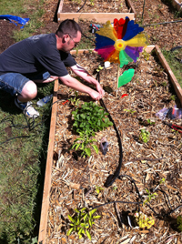 A man installing an irrigation system into a plot of a community garden.